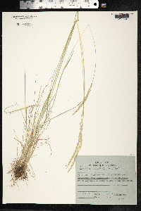 Koeleria macrantha image