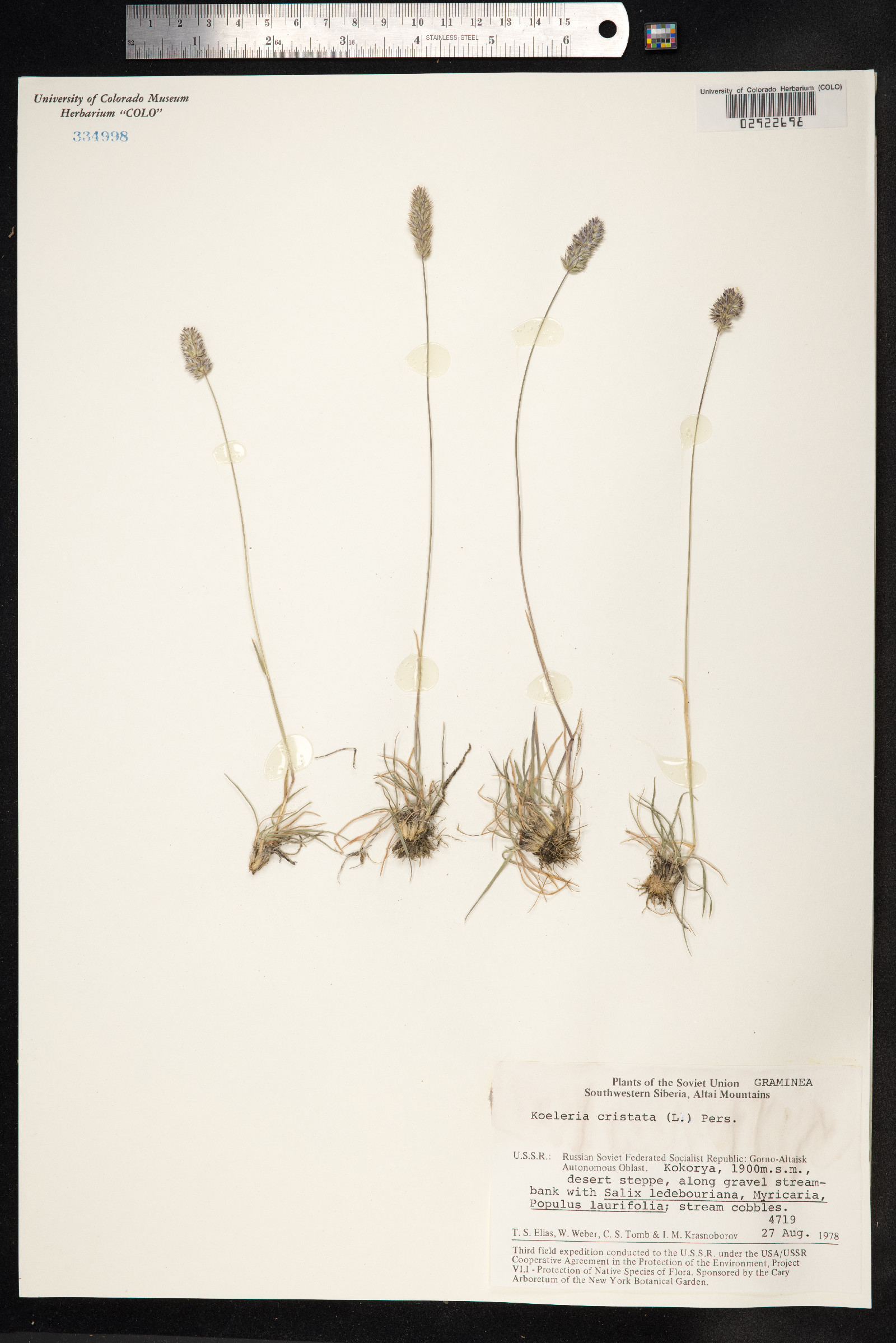 Koeleria macrantha image