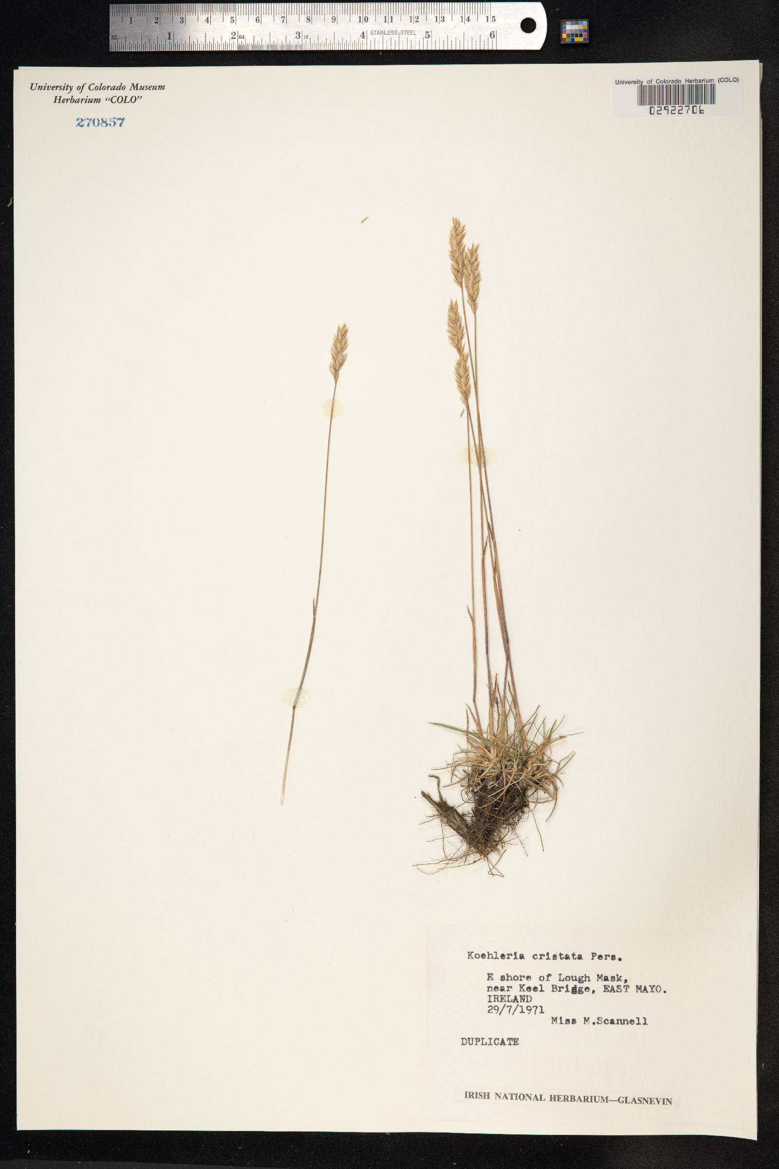 Koeleria macrantha image