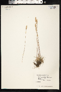 Koeleria macrantha image
