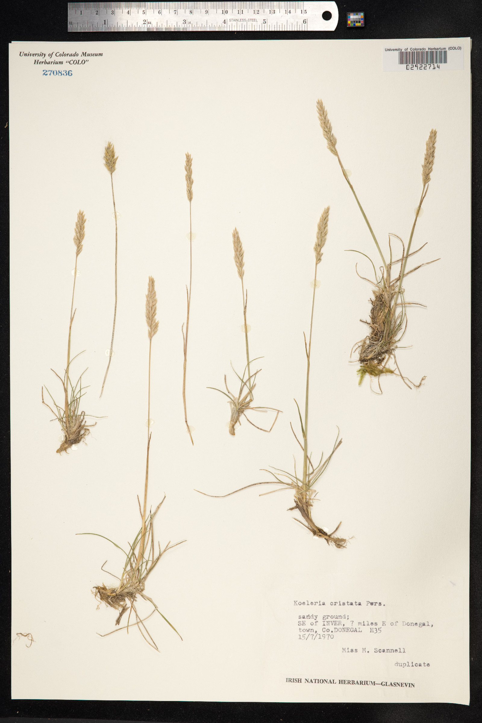 Koeleria macrantha image