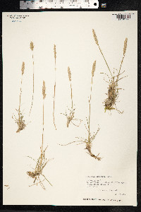Koeleria macrantha image