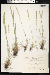 Koeleria macrantha image
