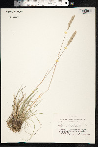 Koeleria macrantha image