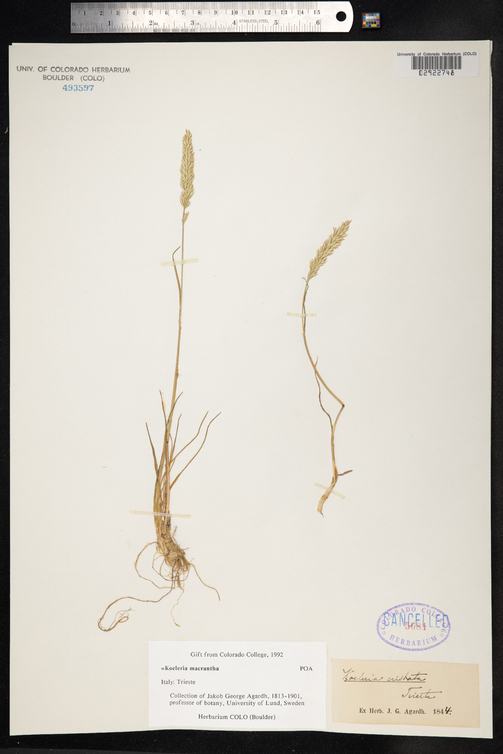 Koeleria macrantha image
