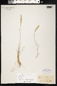 Koeleria macrantha image