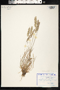 Koeleria macrantha image