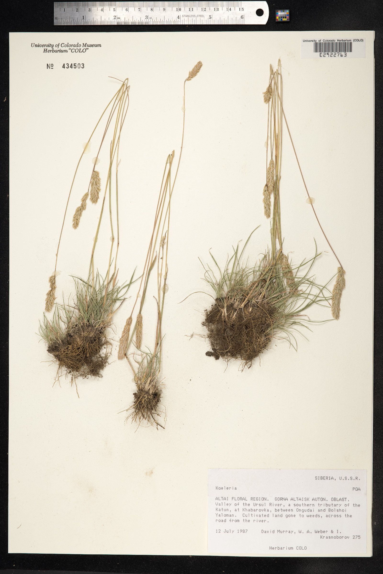 Koeleria macrantha image