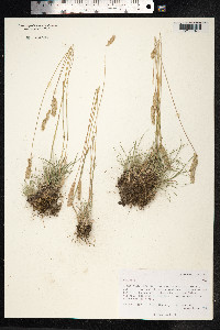 Koeleria macrantha image