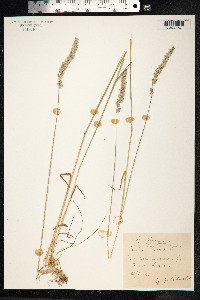 Koeleria macrantha image