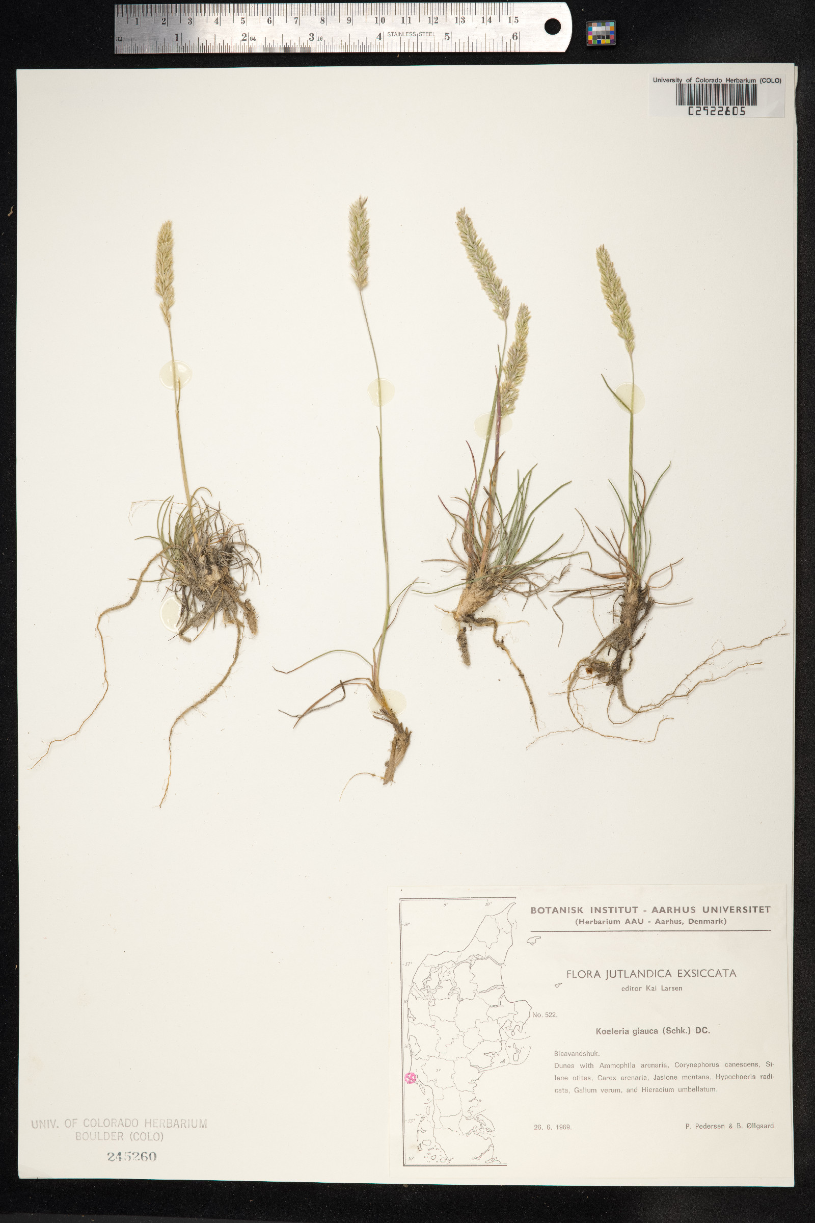 Koeleria glauca image