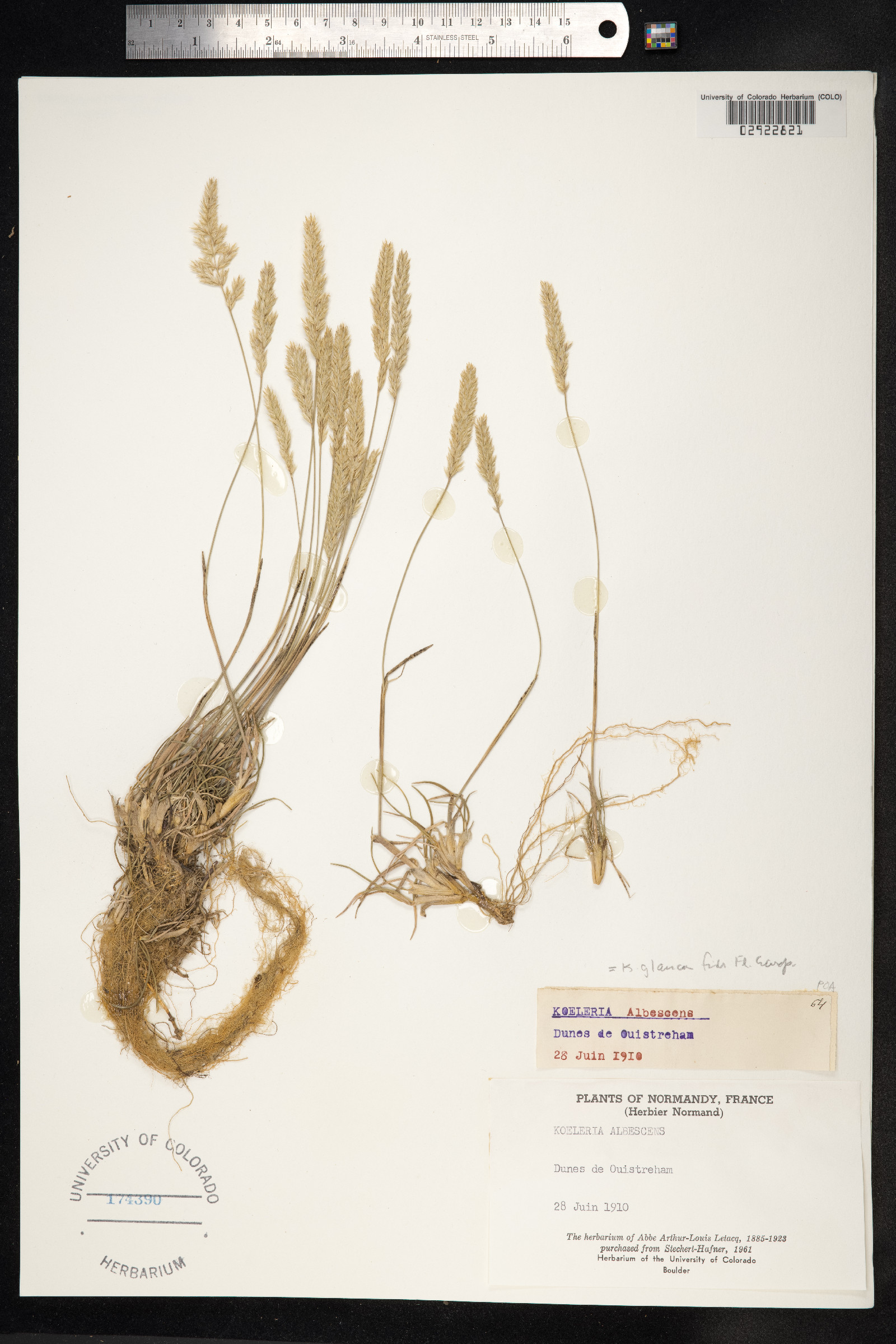Koeleria glauca image