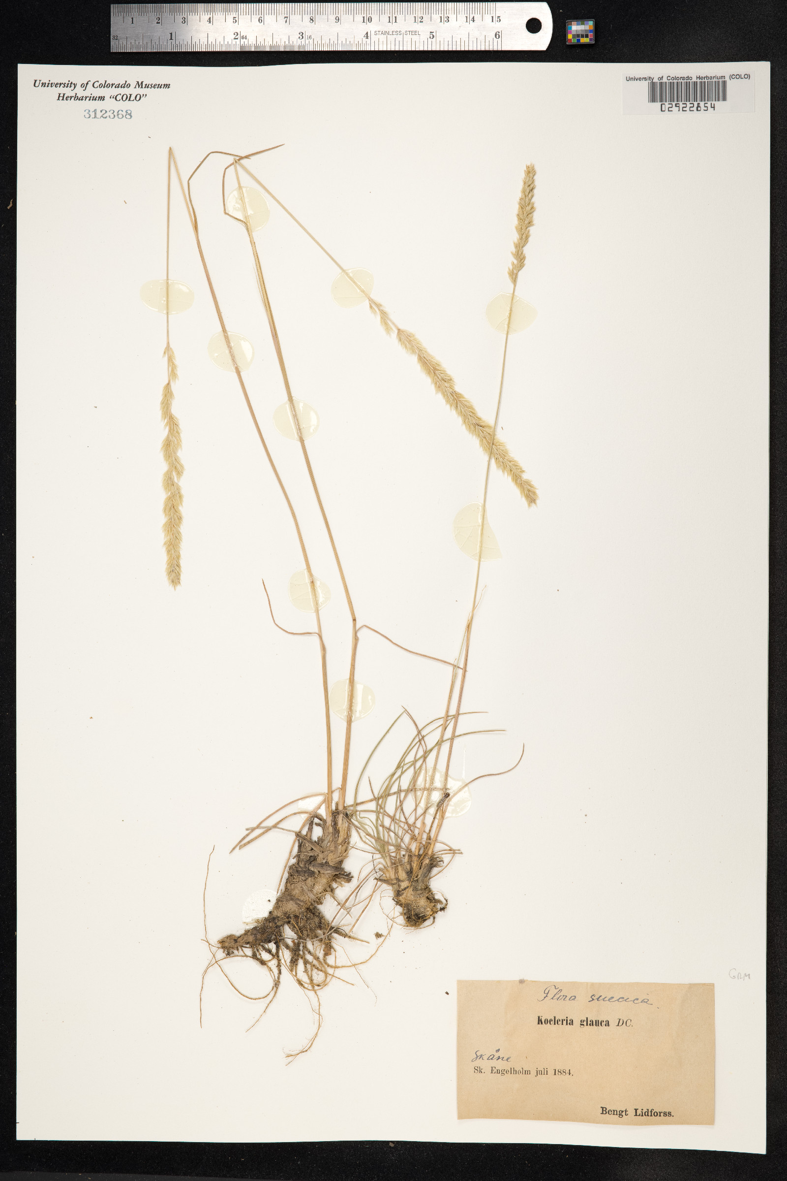 Koeleria glauca image