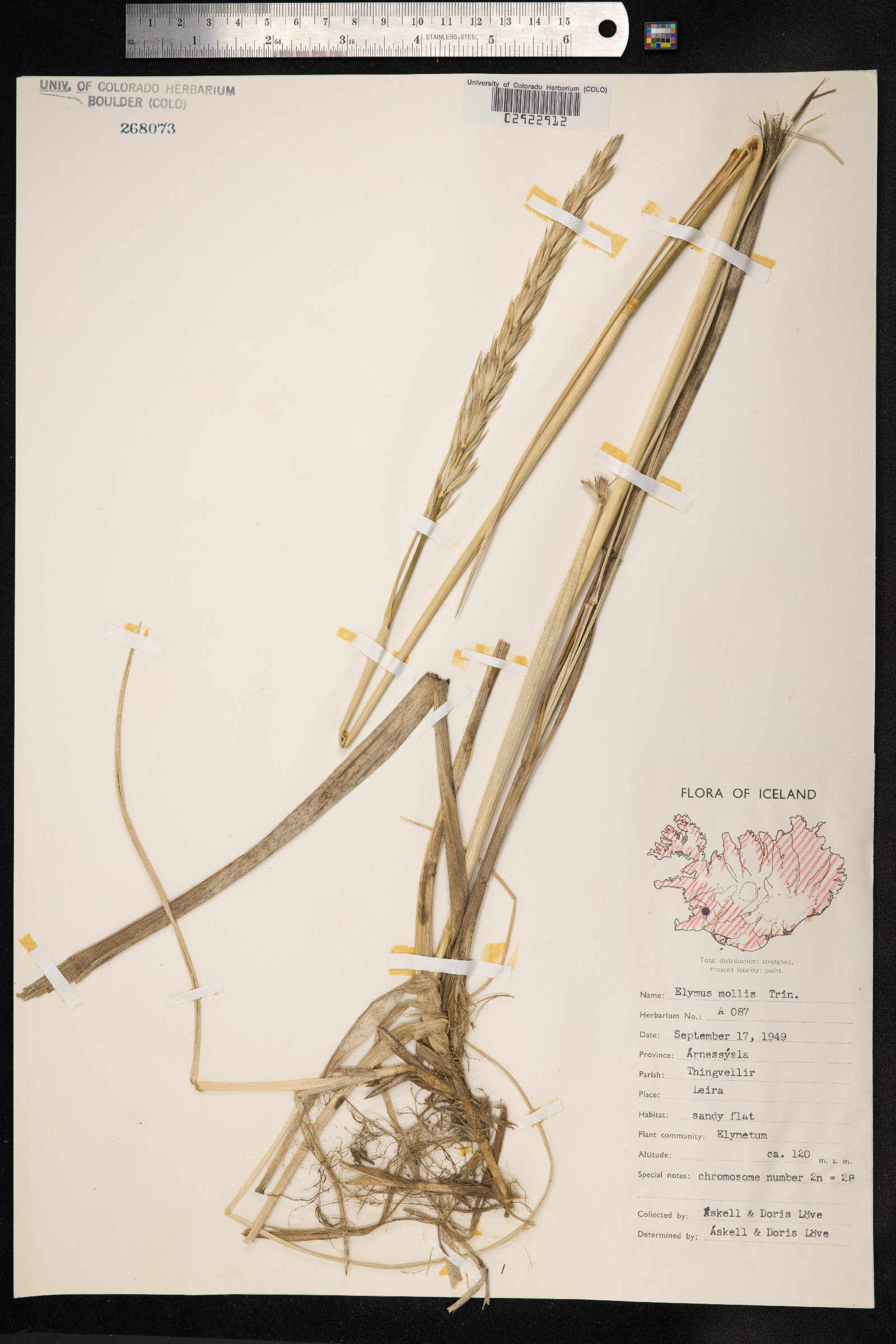 Leymus mollis image