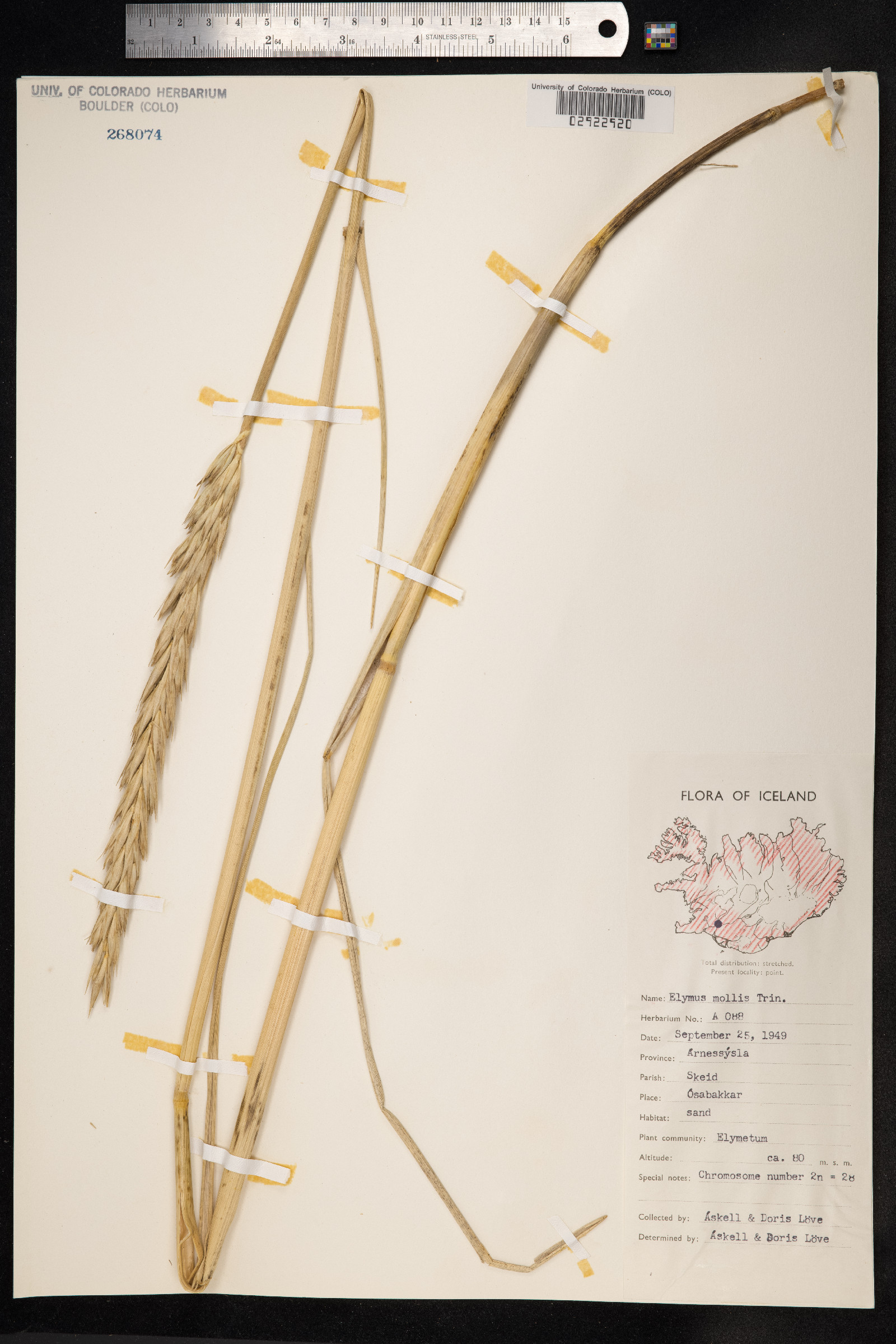 Leymus mollis image