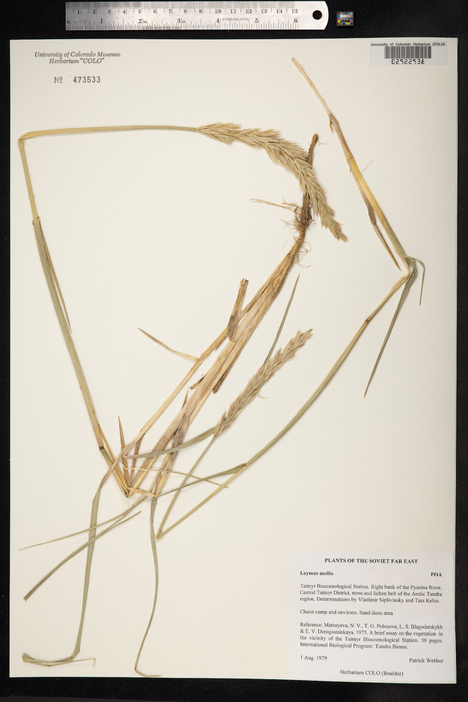 Leymus mollis image