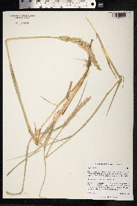 Leymus mollis image