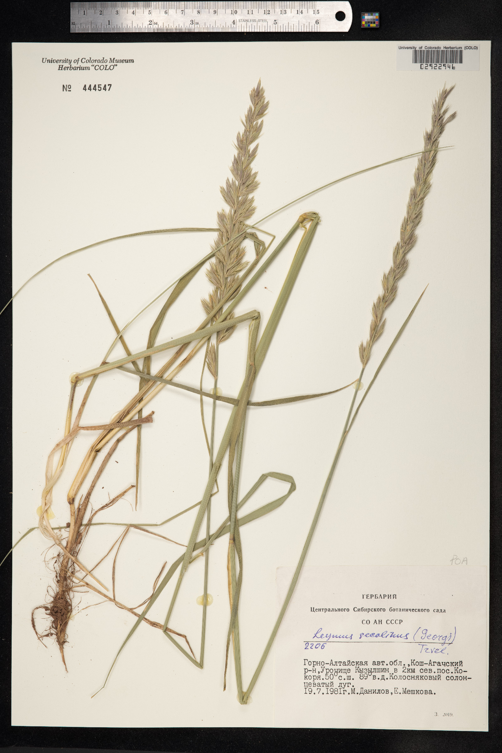 Leymus secalinus image