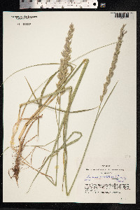 Leymus secalinus image