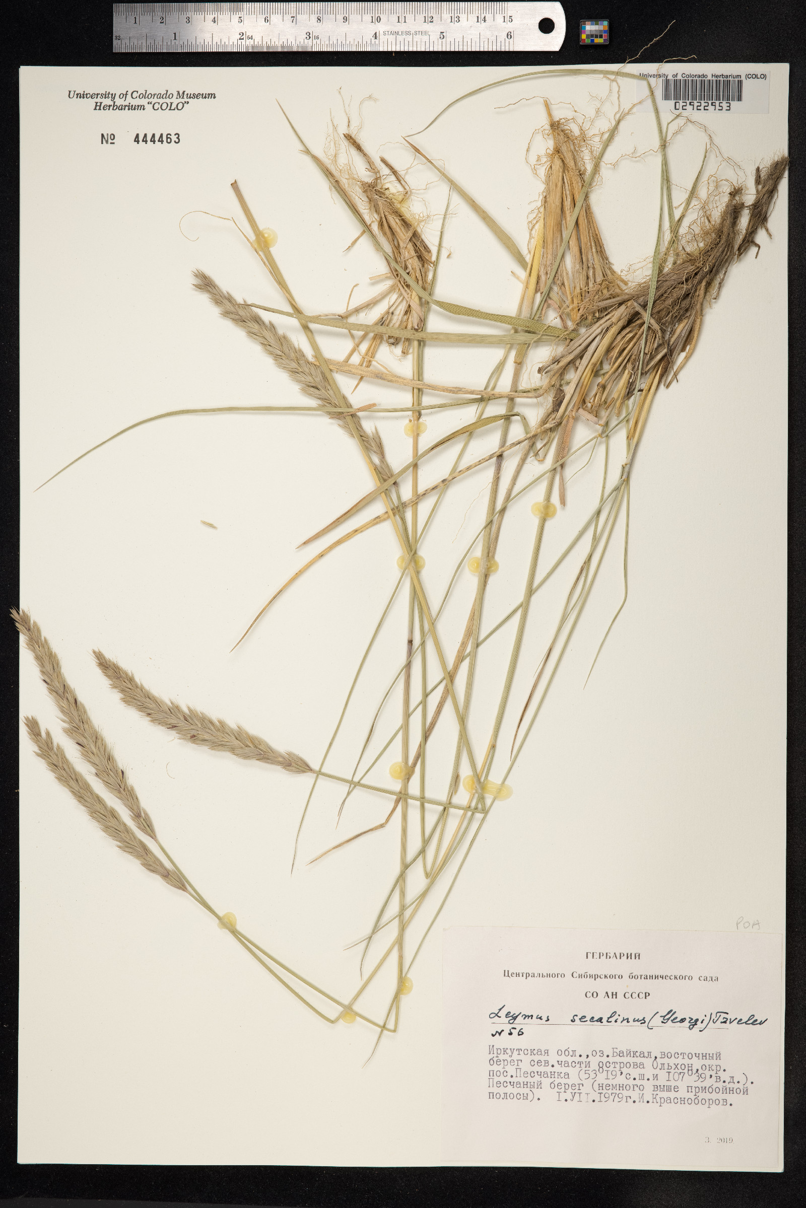 Leymus secalinus image