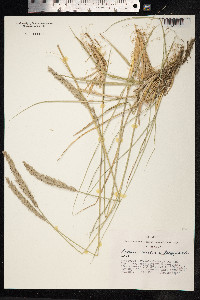 Leymus secalinus image