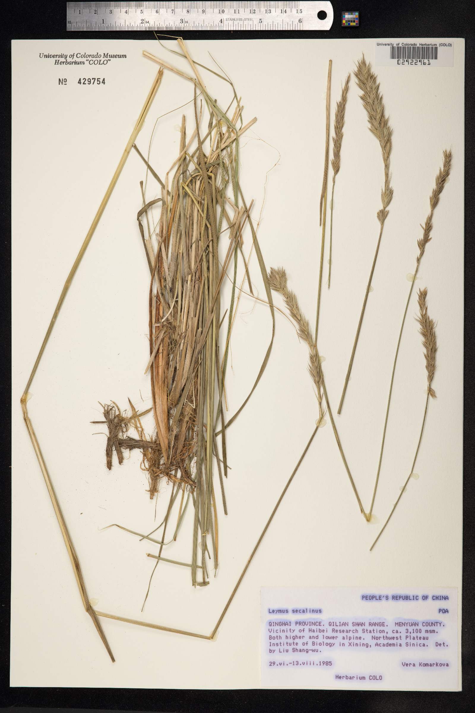 Leymus secalinus image