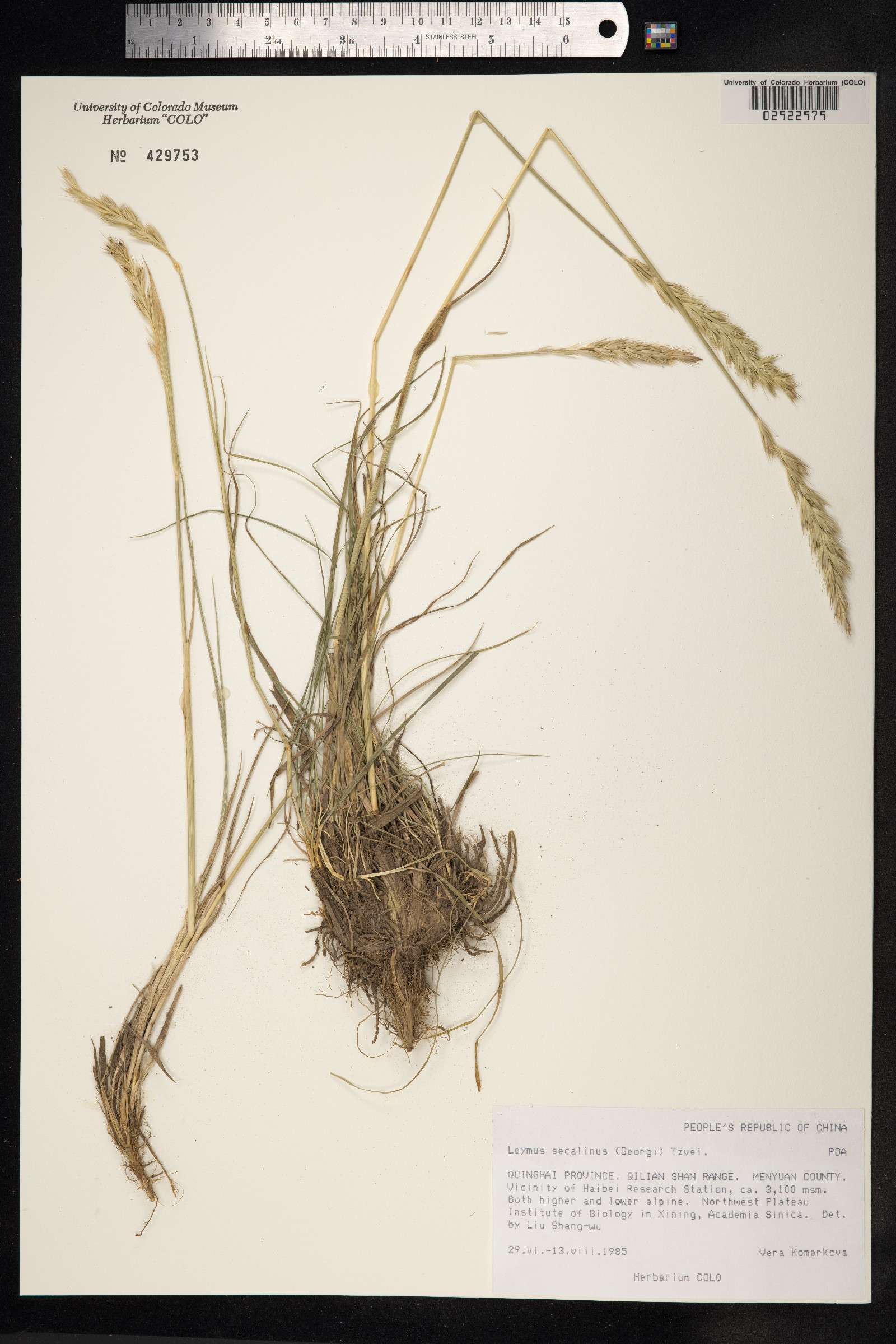 Leymus secalinus image