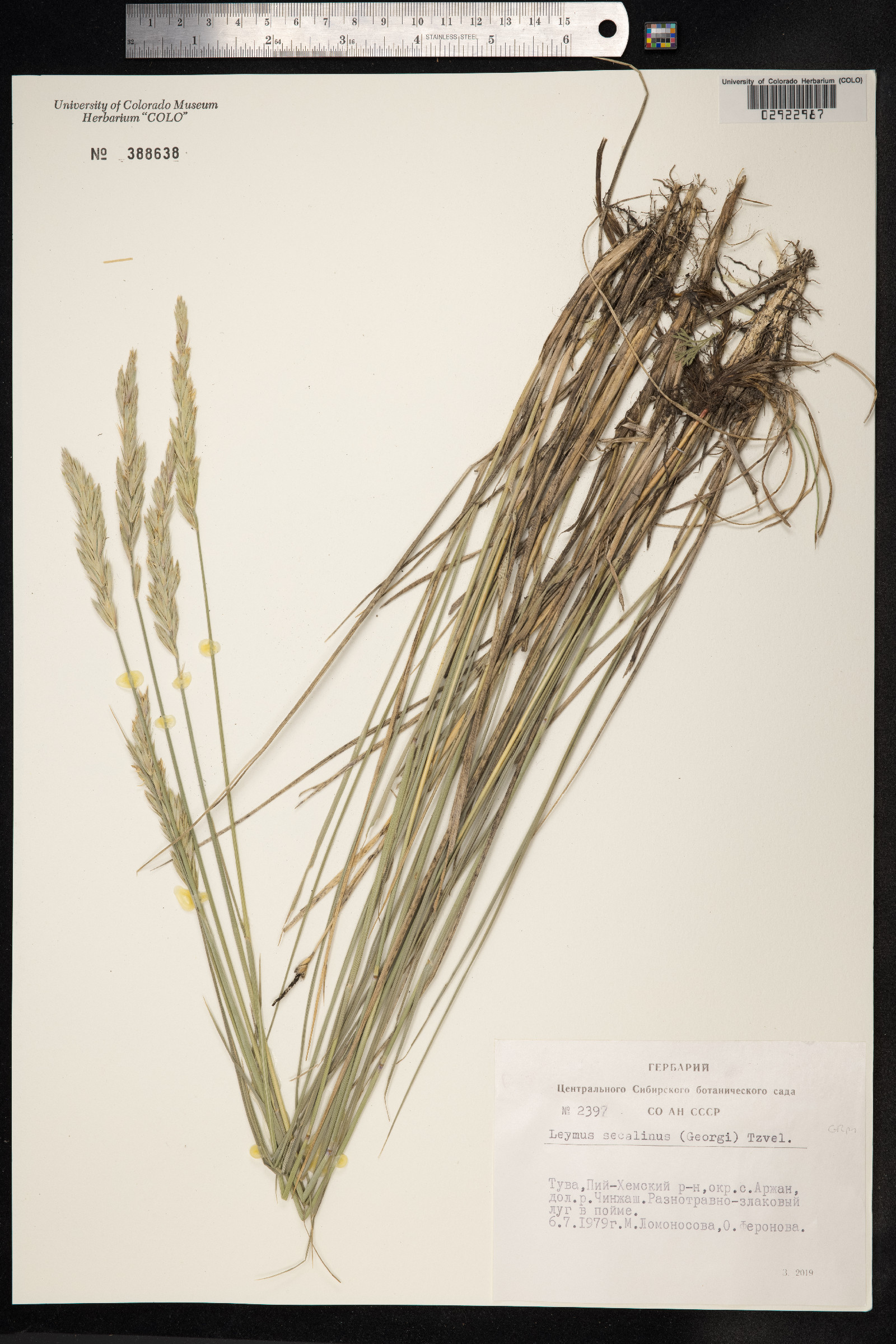 Leymus secalinus image