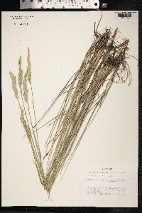 Leymus secalinus image