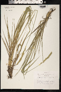 Leymus secalinus image