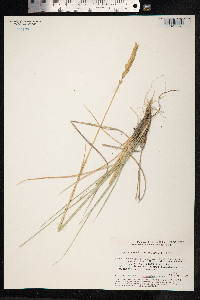Leymus secalinus image