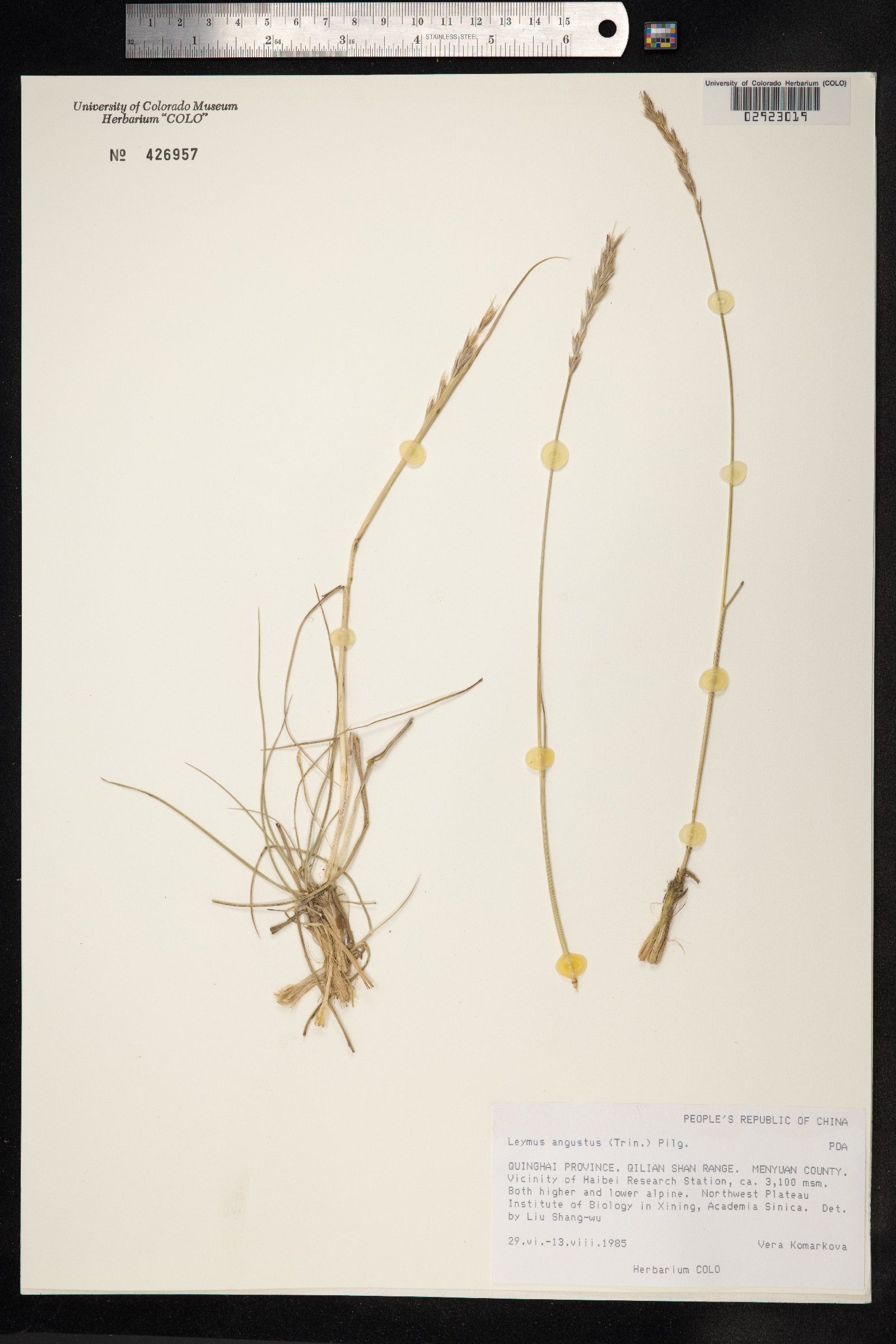 Leymus angustus image