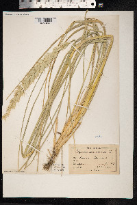 Leymus arenarius image