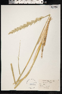 Leymus arenarius image