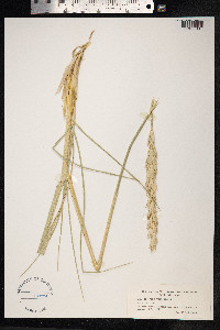 Leymus arenarius image