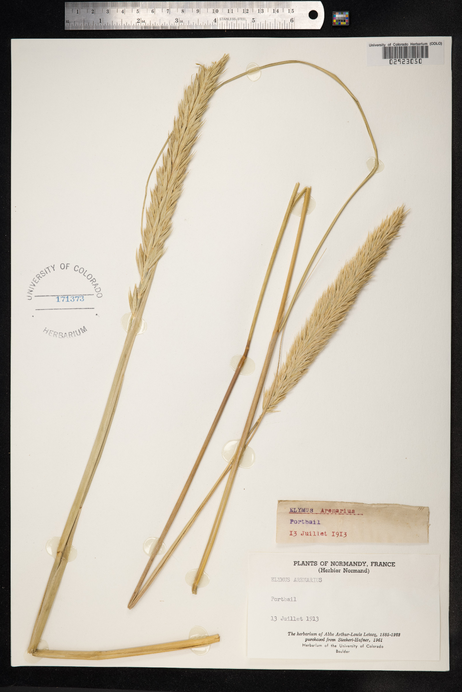 Leymus arenarius image