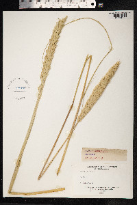 Leymus arenarius image