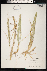 Leymus arenarius image