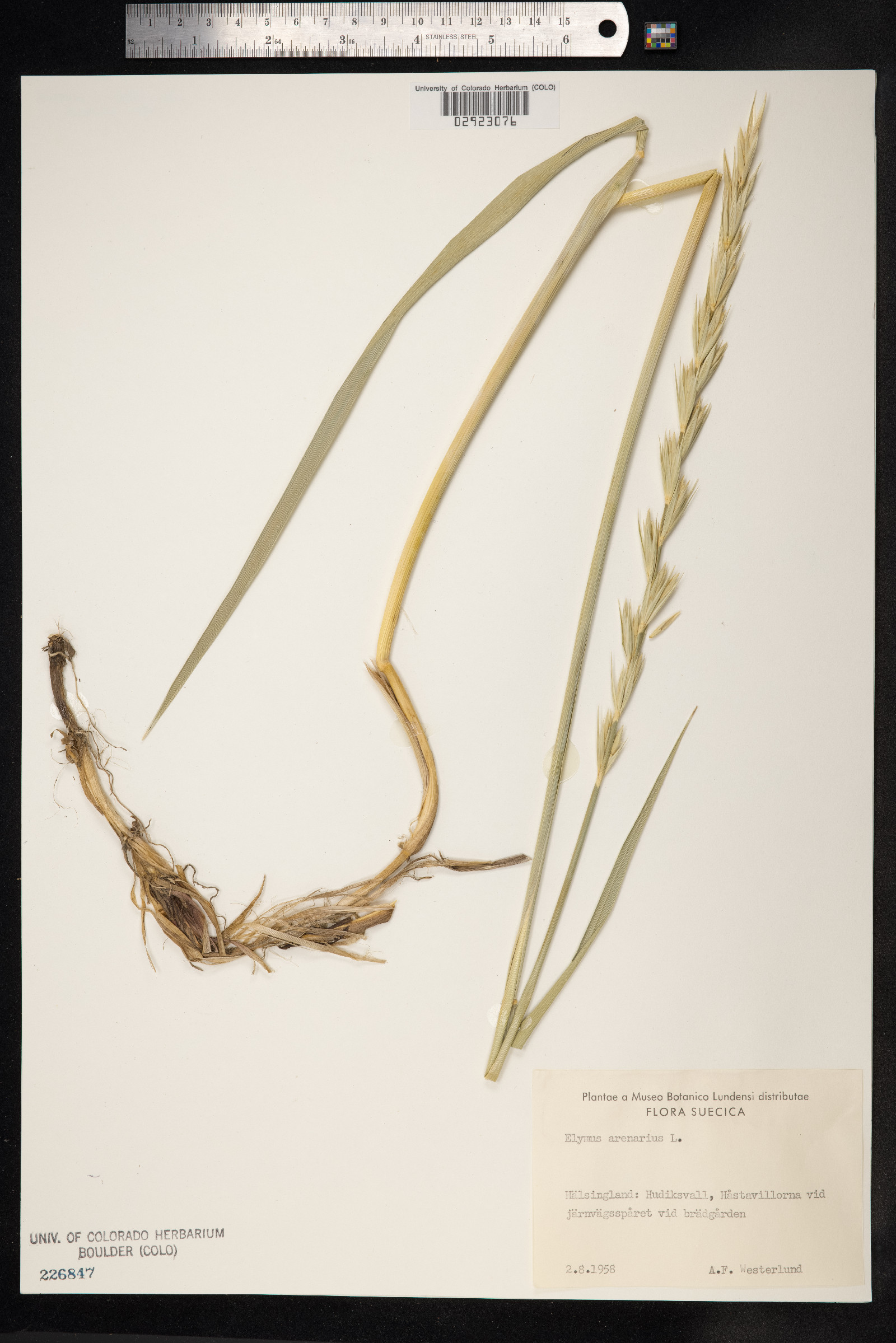 Leymus arenarius image