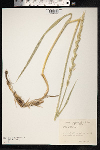 Leymus arenarius image