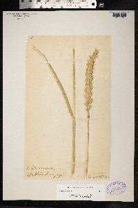 Leymus arenarius image