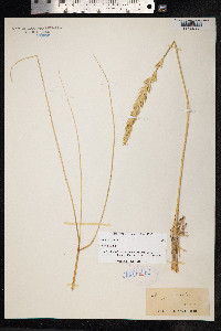 Leymus arenarius image