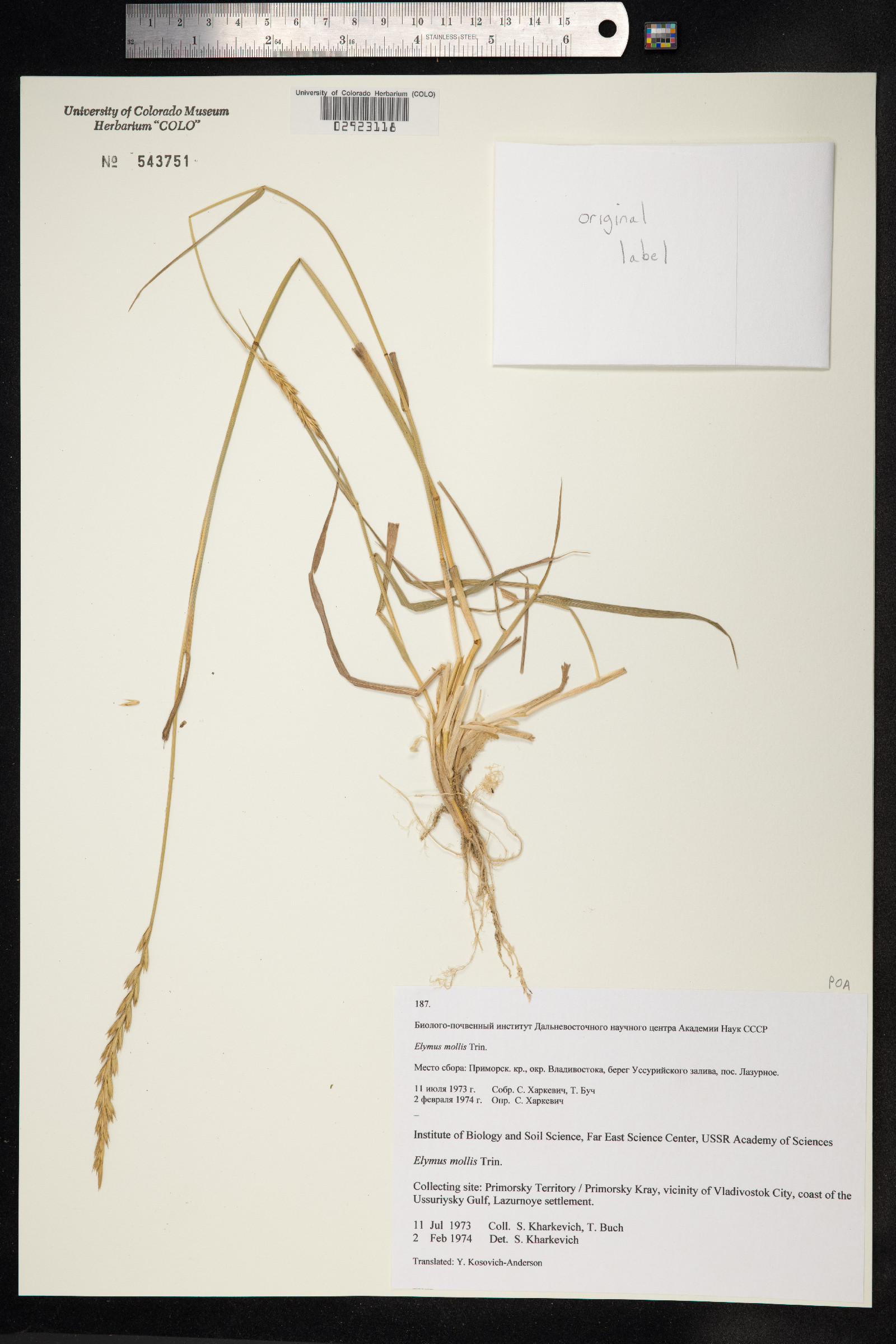 Leymus mollis image
