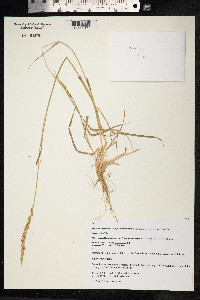 Leymus mollis image