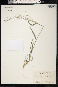 Image of Leptochloa panicea