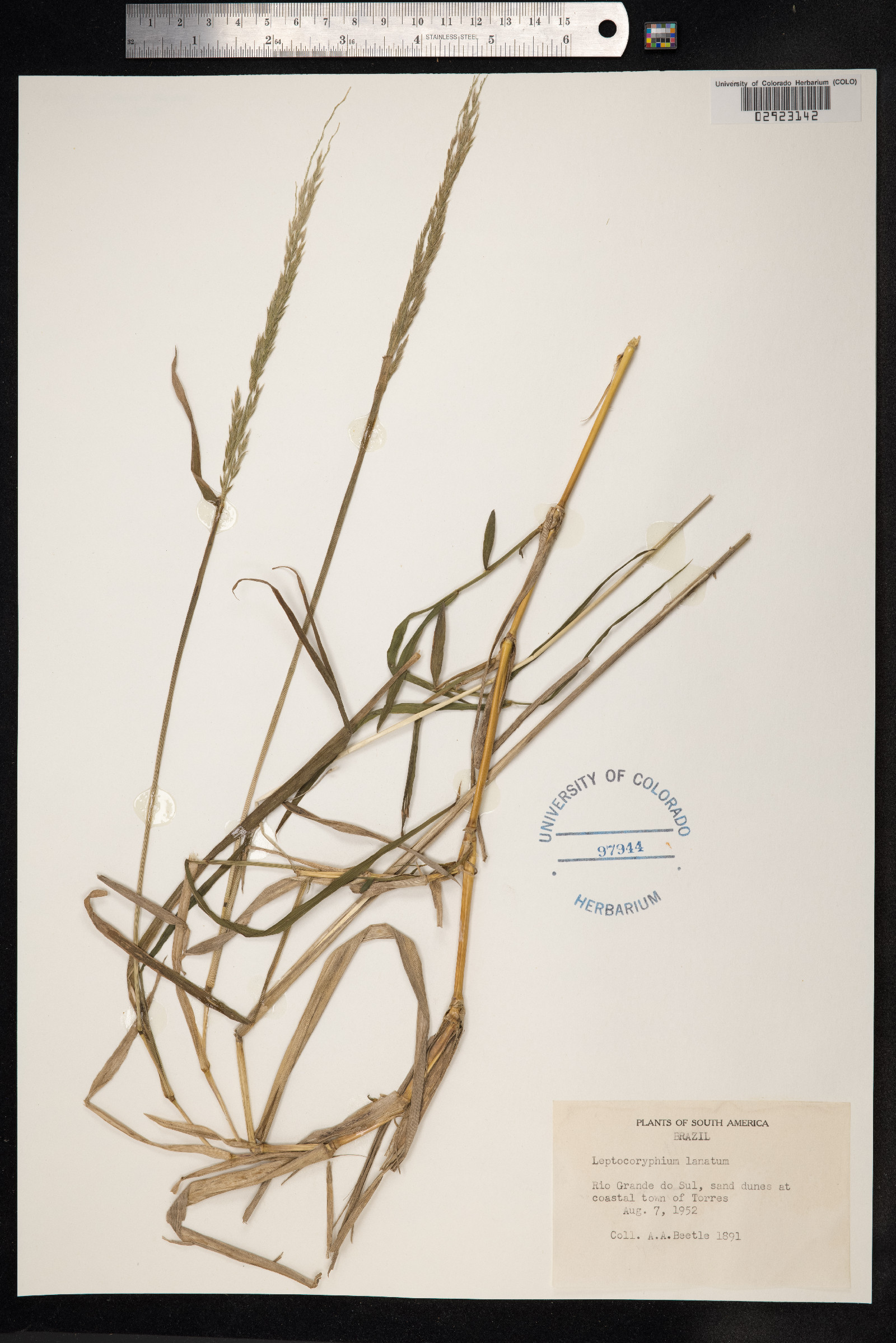 Anthaenantia lanata image