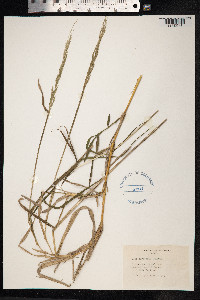 Image of Anthaenantia lanata