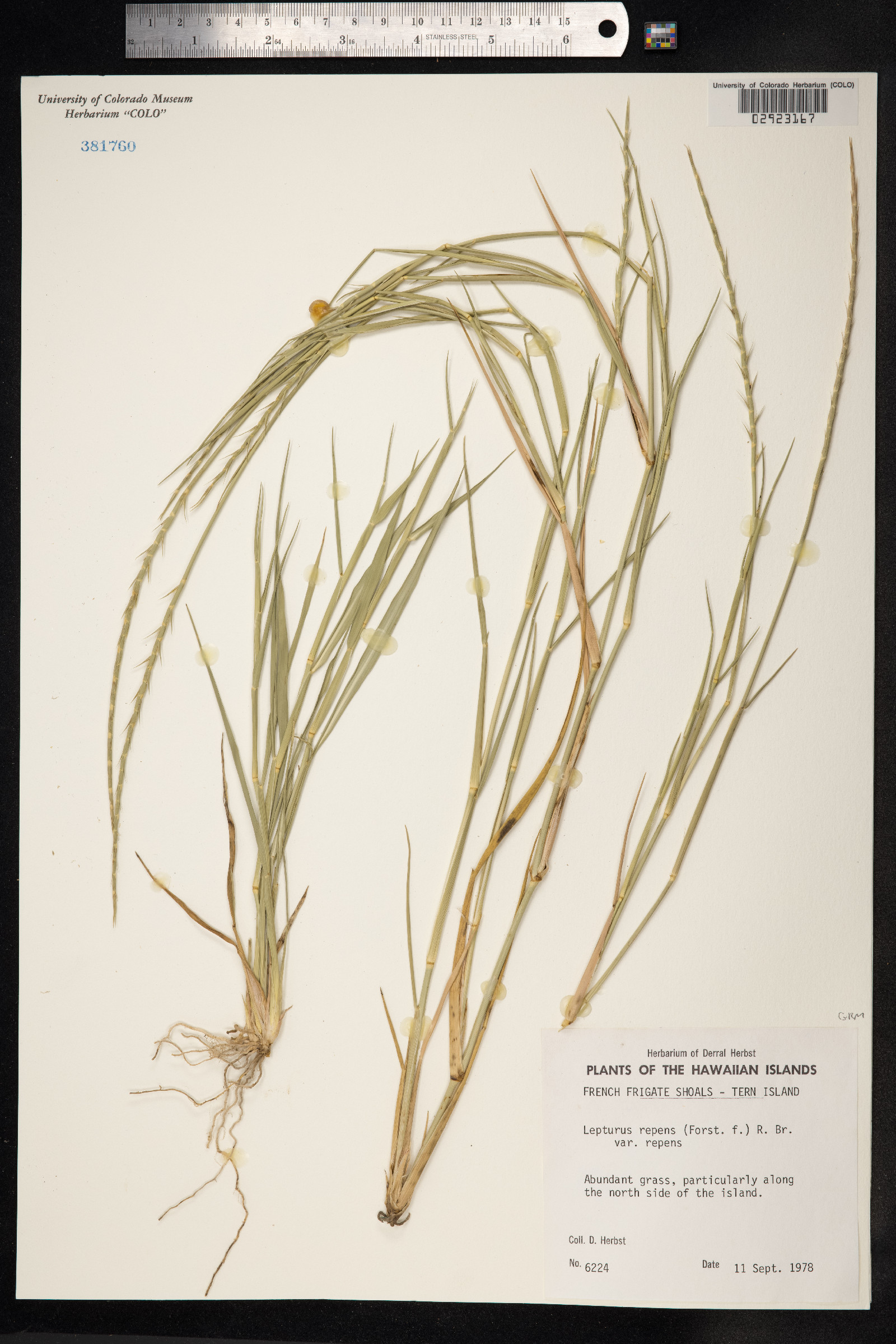 Lepturus repens image