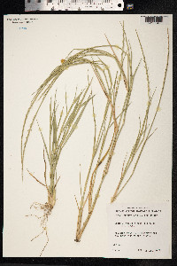 Image of Lepturus repens