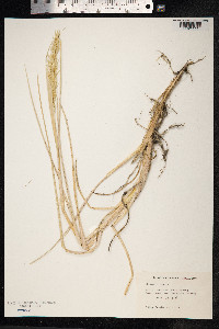 Leymus arenarius image